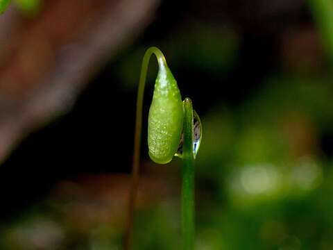 Image of <i>Rosulabryum billardierei</i>