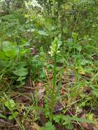 Image de Dactylorhiza romana subsp. guimaraesii (E. G. Camus) H. A. Pedersen