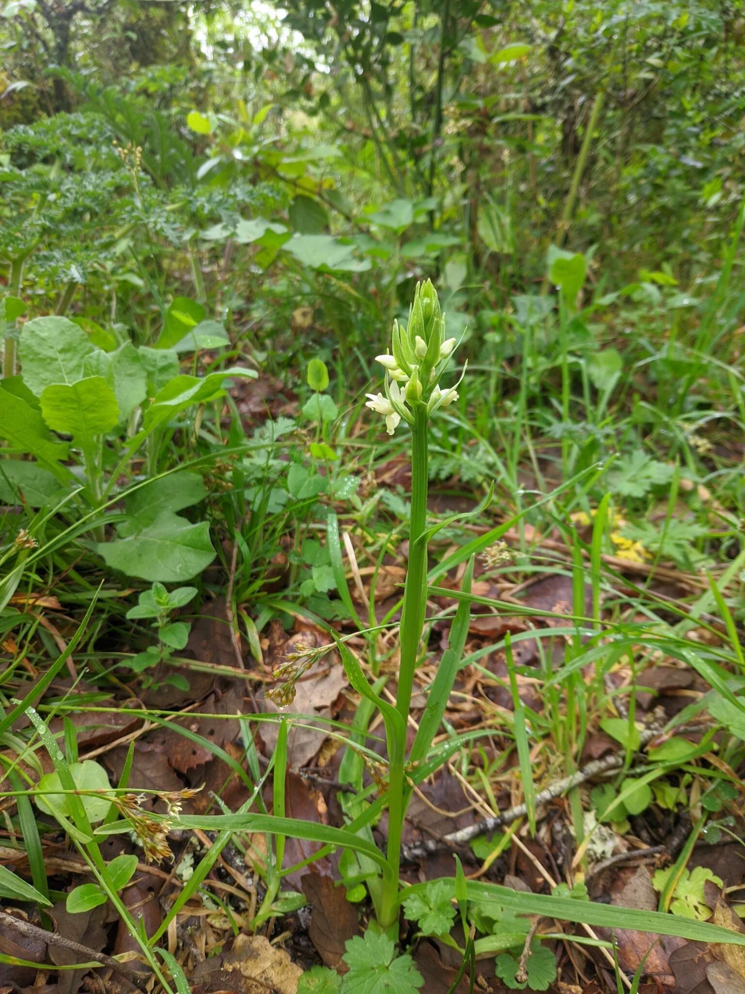 Image of Dactylorhiza romana subsp. guimaraesii (E. G. Camus) H. A. Pedersen