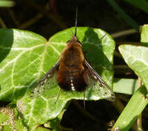 Image of Dotted bee-fly