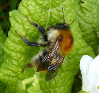 Image of Common carder bumblebee