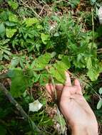 Image de Convolvulus crenatifolius Ruiz & Pav.