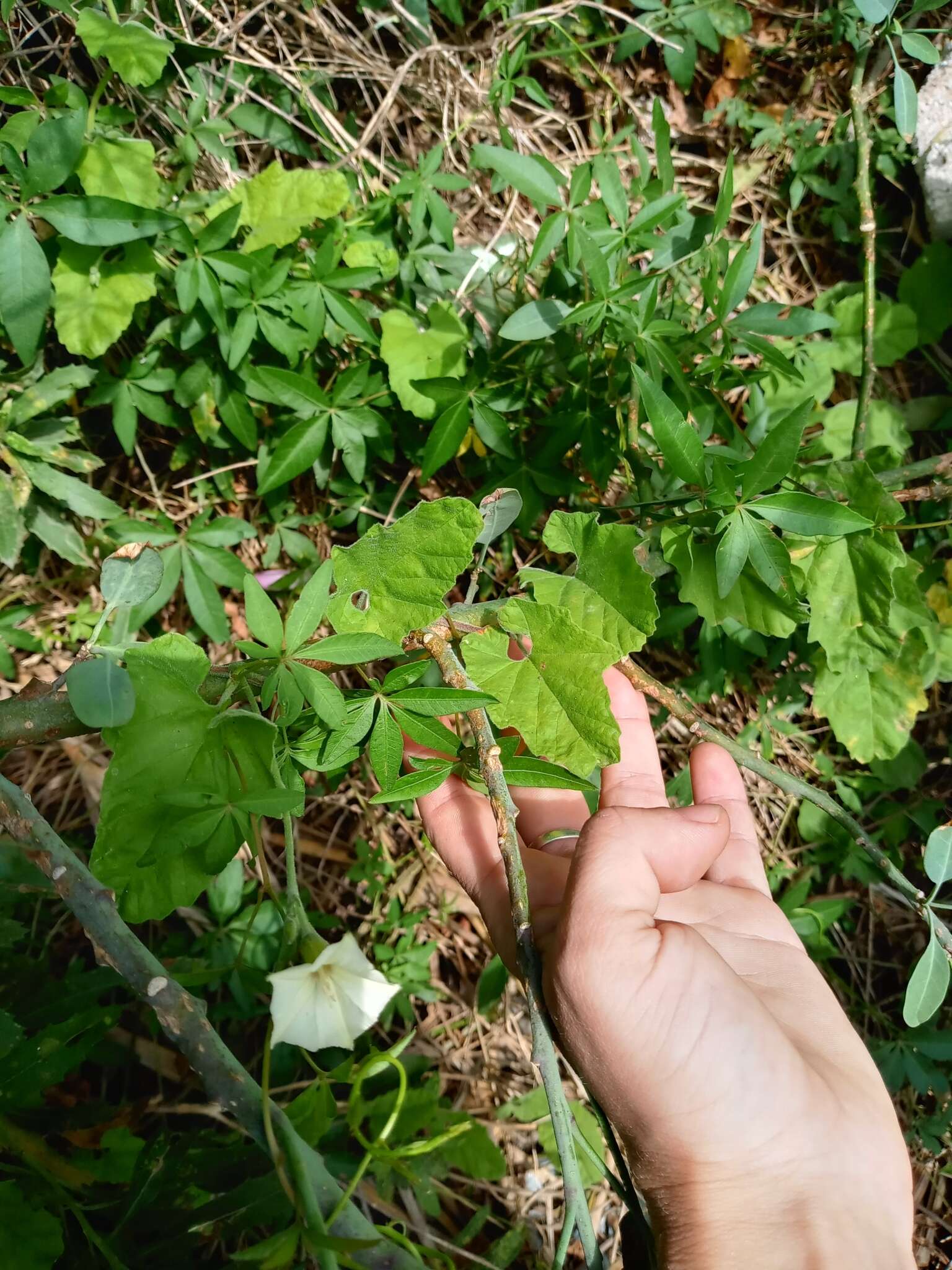 Image de Convolvulus crenatifolius Ruiz & Pav.