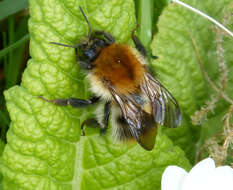 Image of Common carder bumblebee