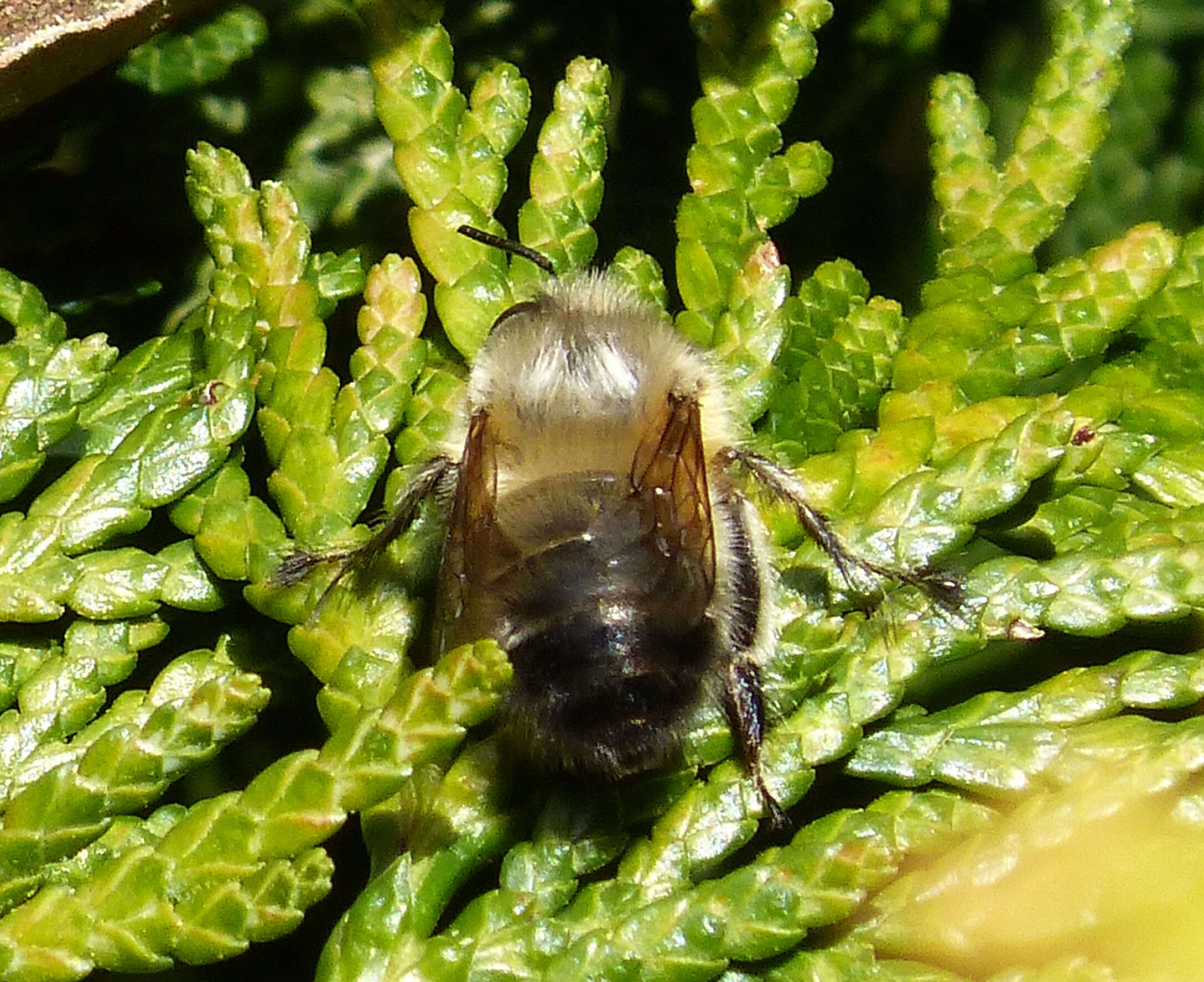 Image of Anthophora plumipes (Pallas 1772)