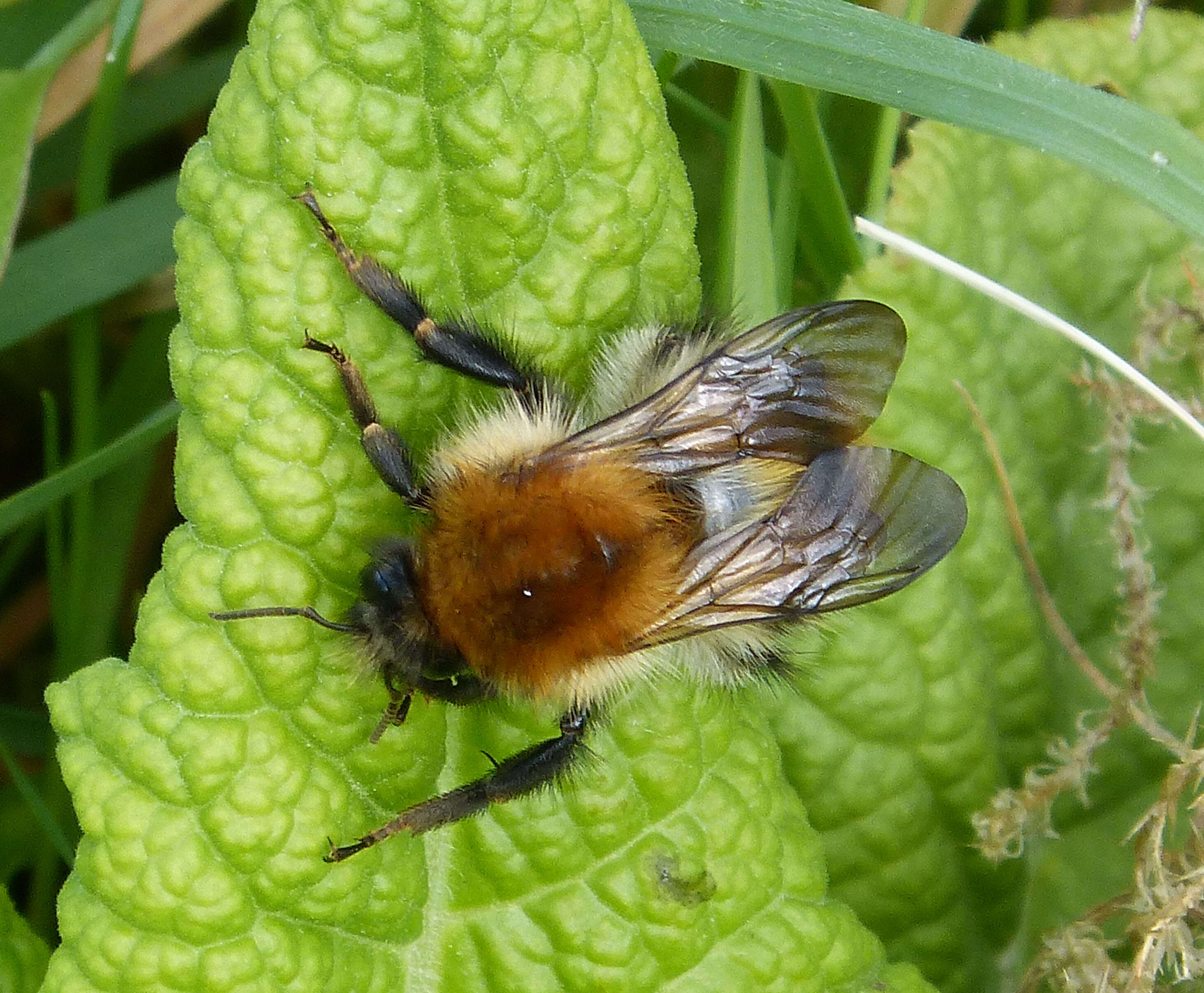 Image of Common carder bumblebee