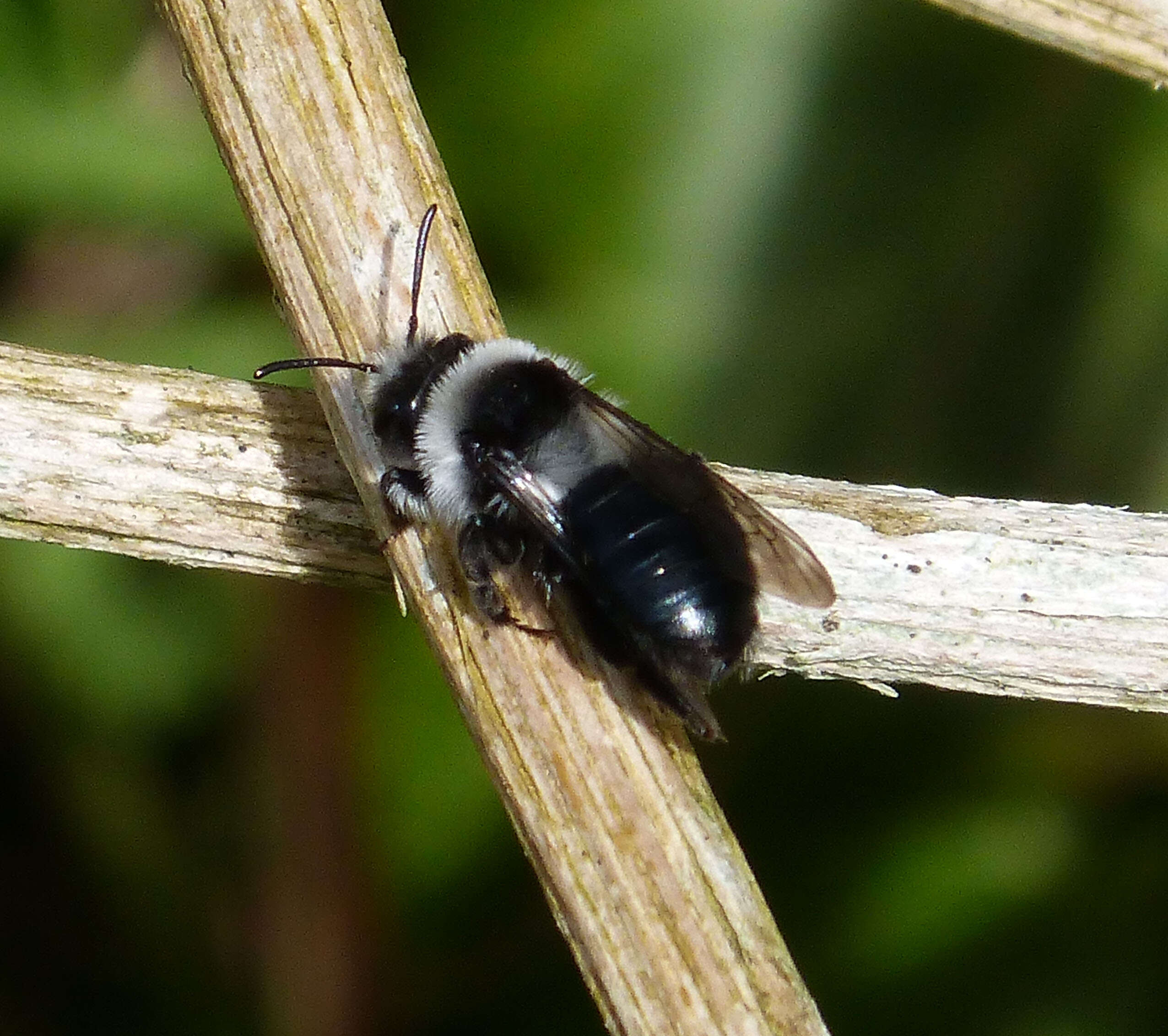 Image de Andrena cineraria (Linnaeus 1758)