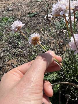 Image of Armeria welwitschii Boiss.