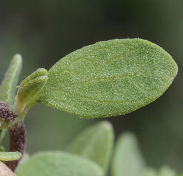 Image de Salvia thymoides Benth.