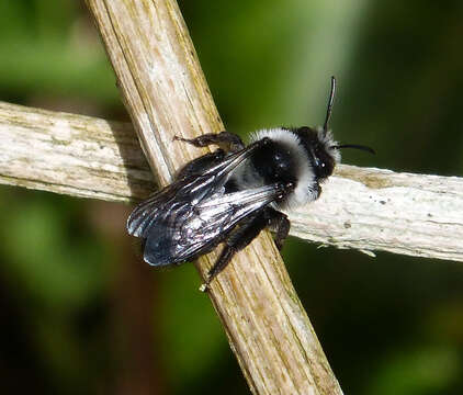 Image of Ashy Mining Bee