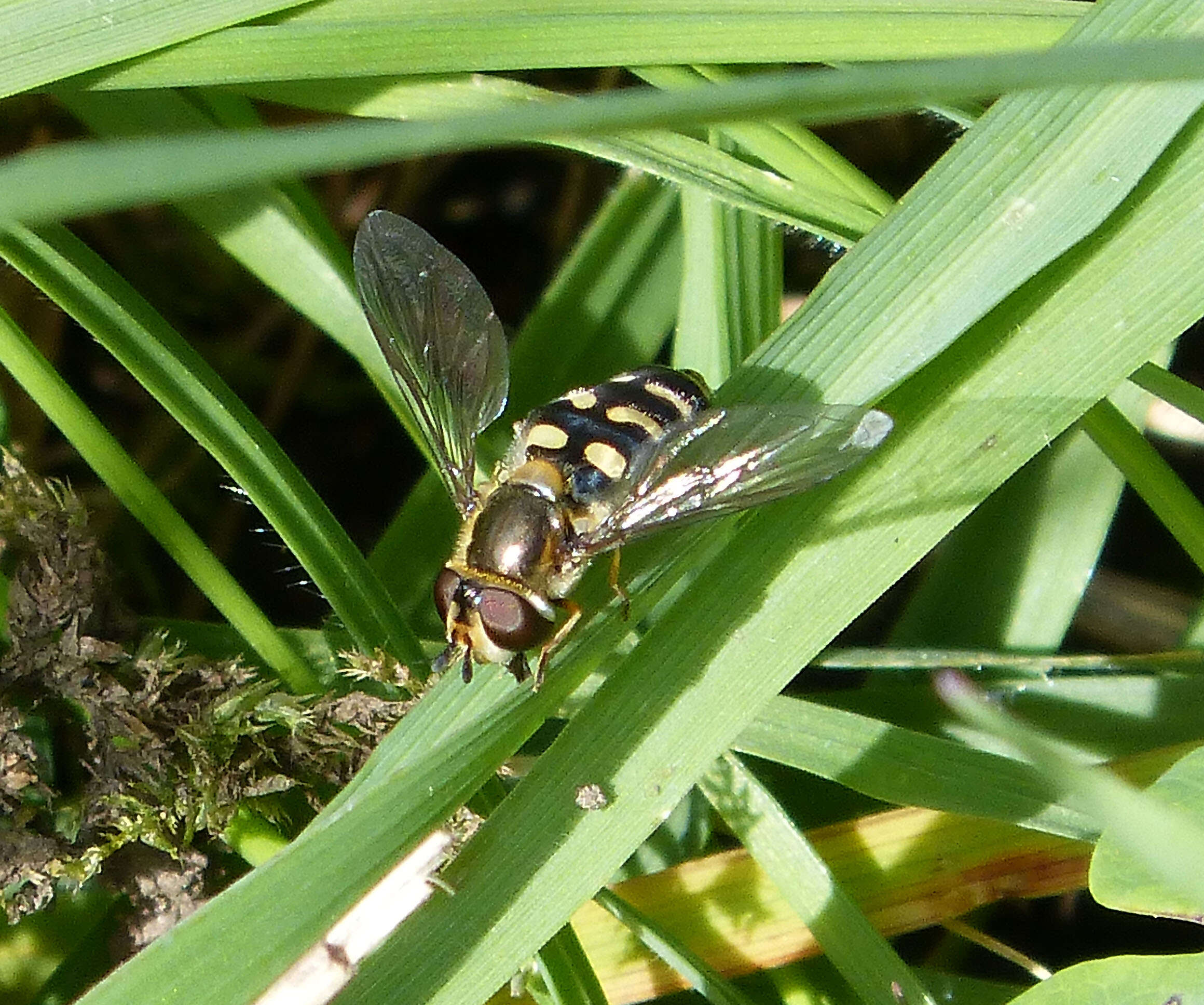 Image of Eupeodes luniger (Meigen 1822)