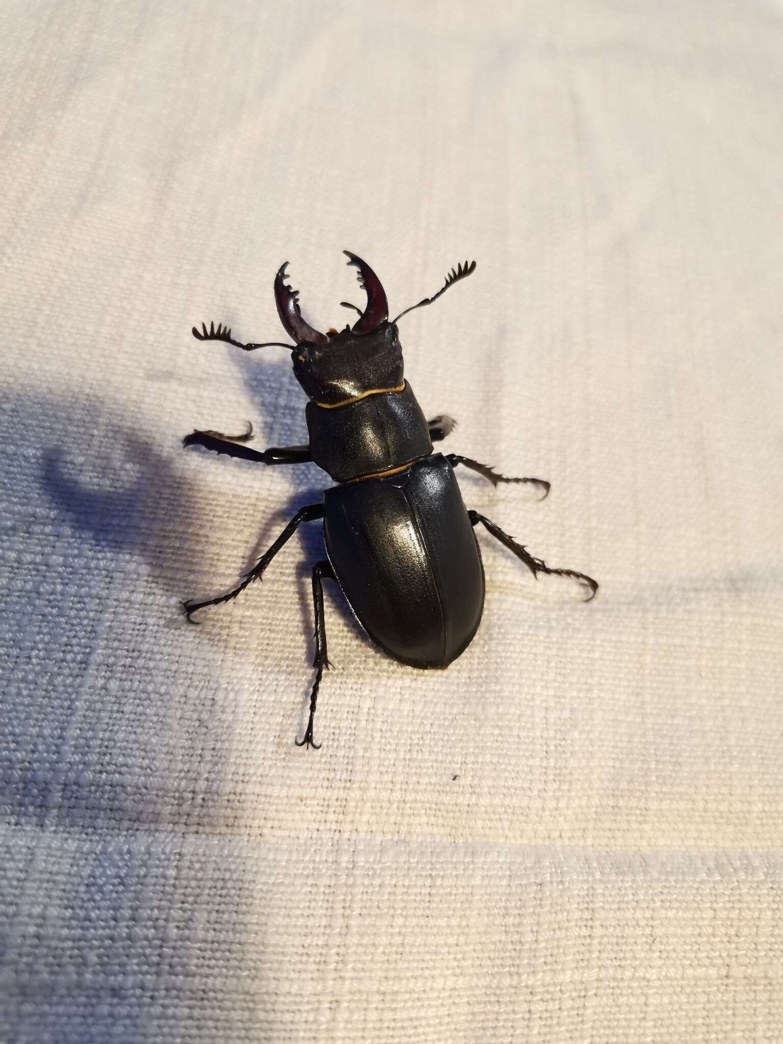 Image of <i>Lucanus cervus turcicus</i>