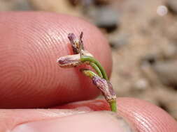 Image of Howell's pioneer rockcress