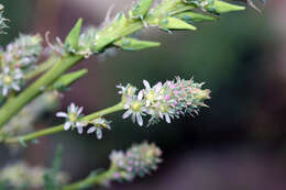 صورة Myricaria bracteata Royle