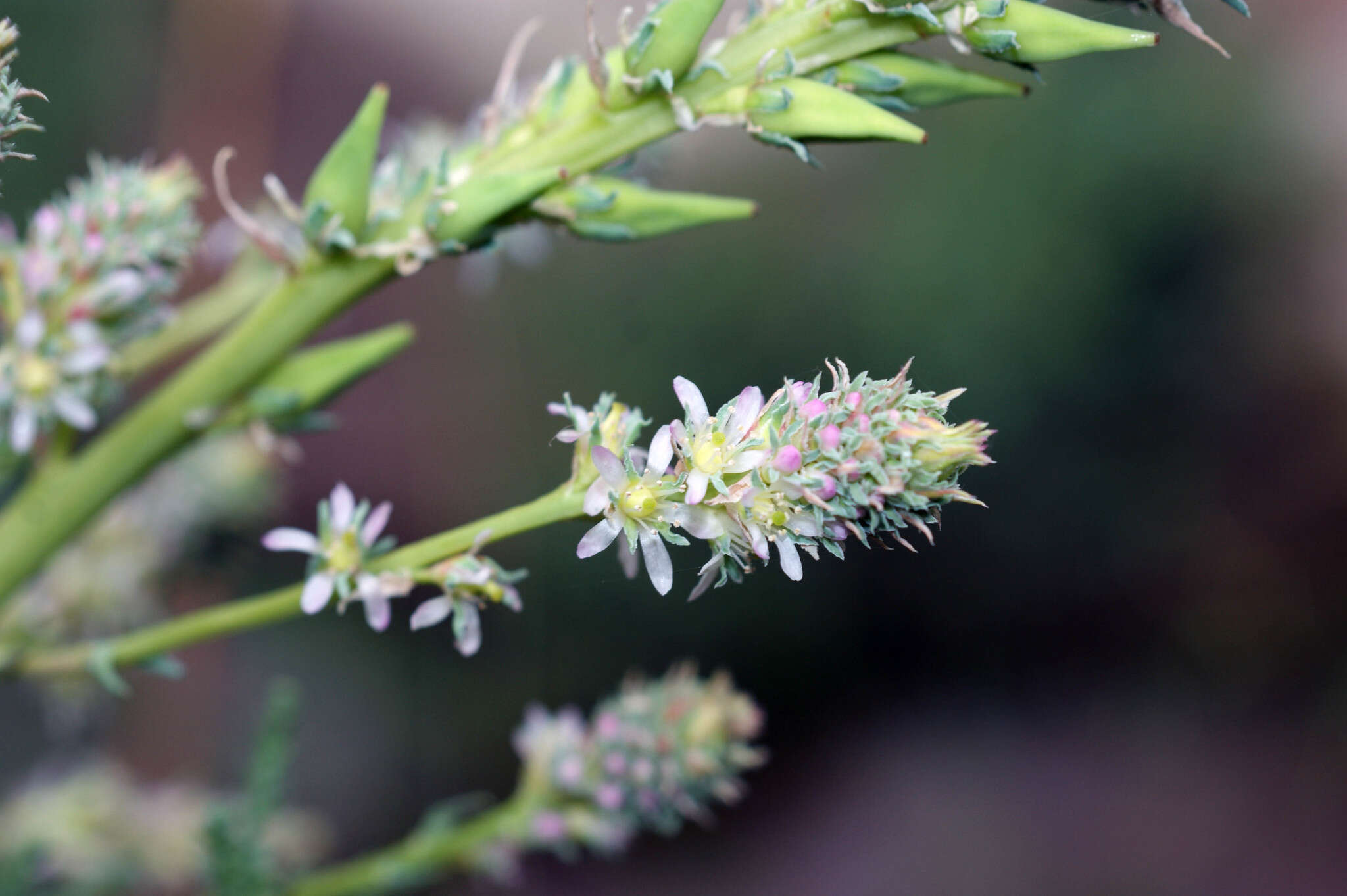 صورة Myricaria bracteata Royle