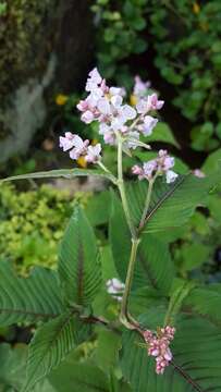 Koenigia campanulata (Hook. fil.) T. M. Schust. & Reveal resmi