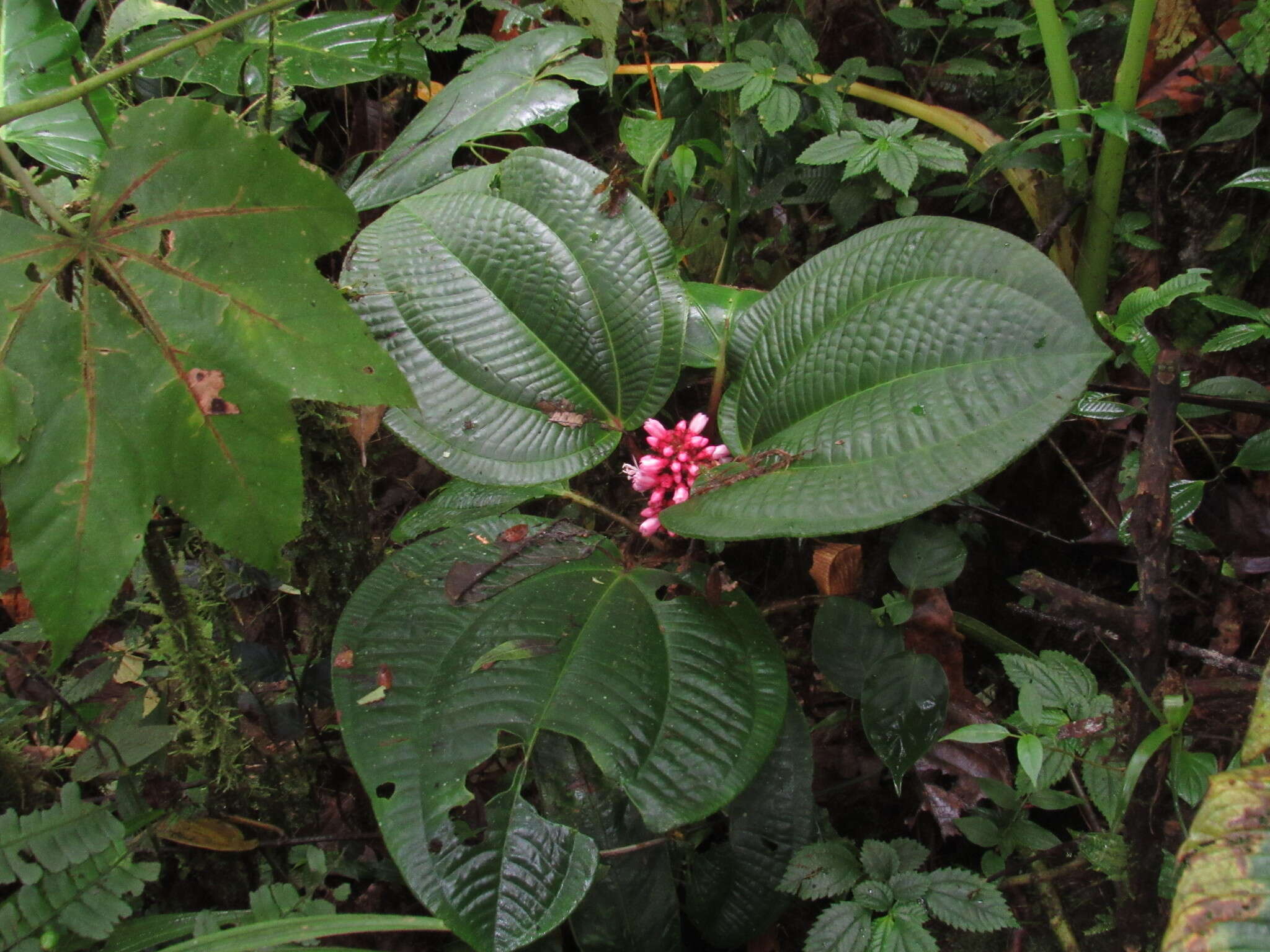 Image of Tococa platyphylla Benth.