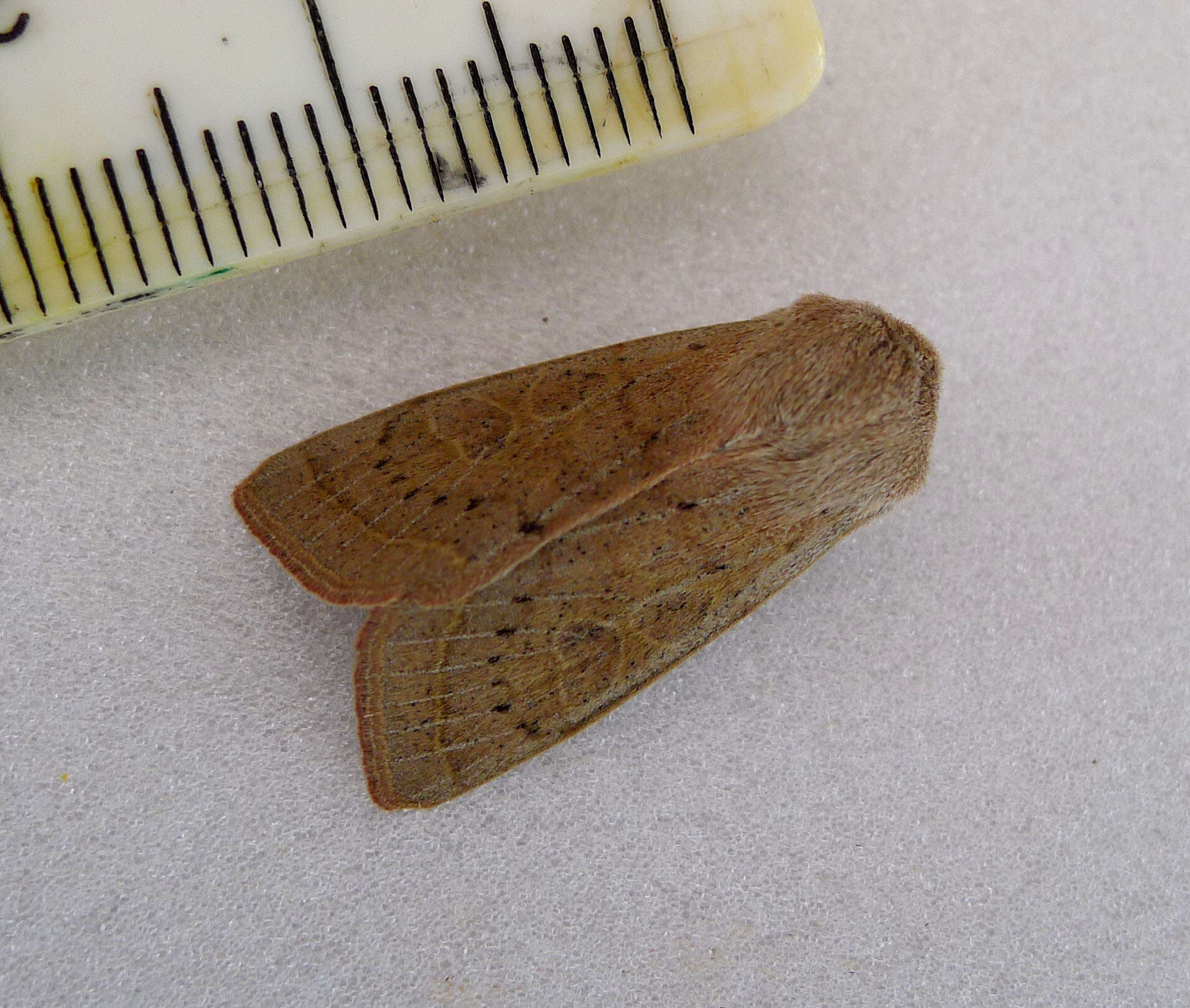 Слика од Orthosia gracilis Schiffermüller 1775