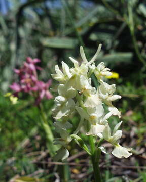 صورة Orchis laeta Steinh.