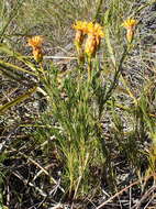 Sivun Pteronia tenuifolia DC. kuva