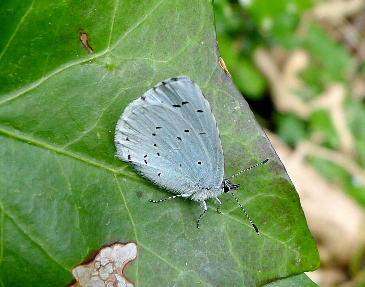 Image of holly blue