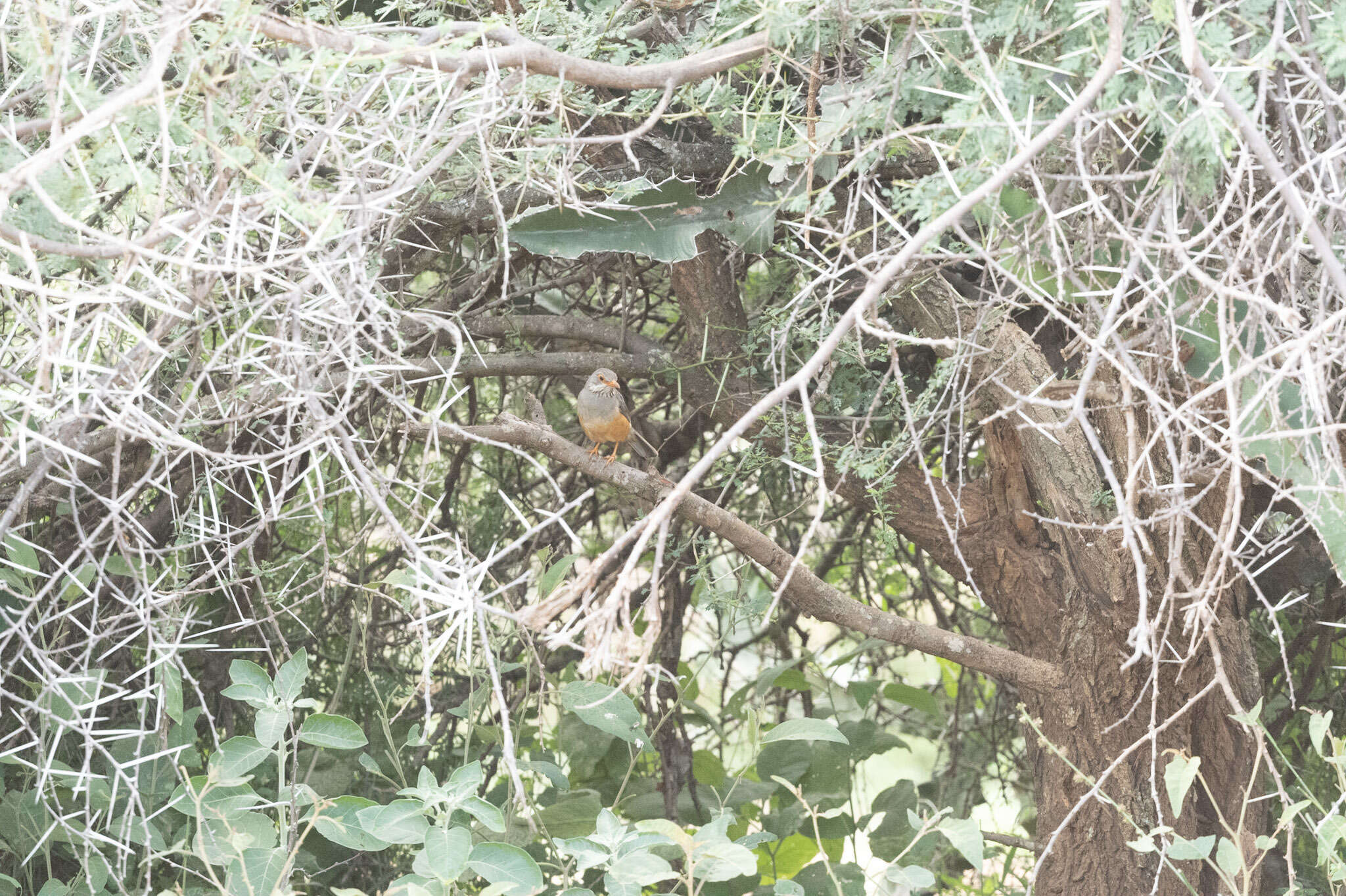 Image of African Bare-eyed Thrush