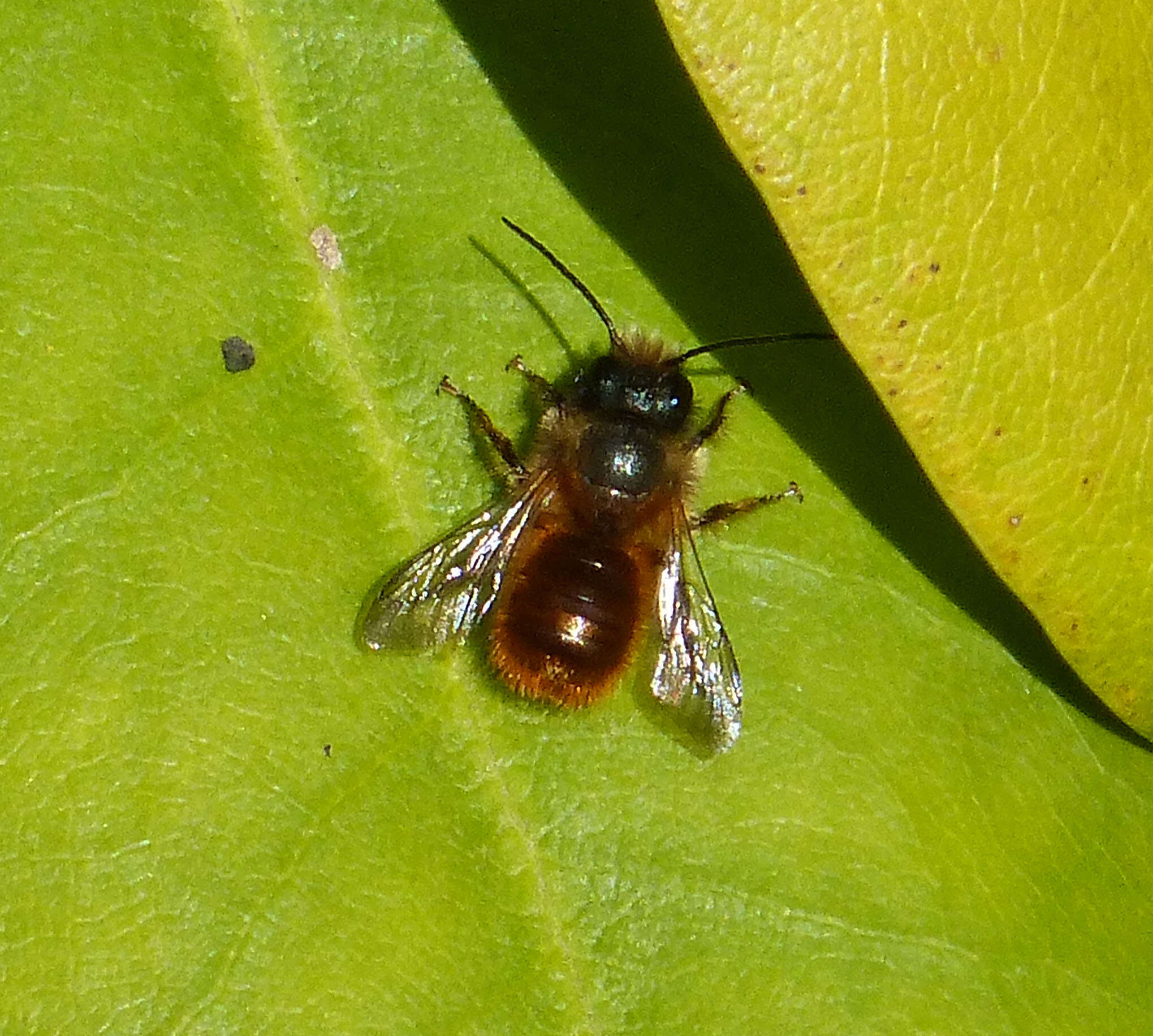 Image of Osmia rufa (Linnaeus 1758)