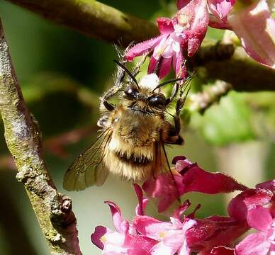 Image of Anthophora plumipes (Pallas 1772)