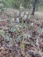 Sivun Lepidium alyssoides A. Gray kuva