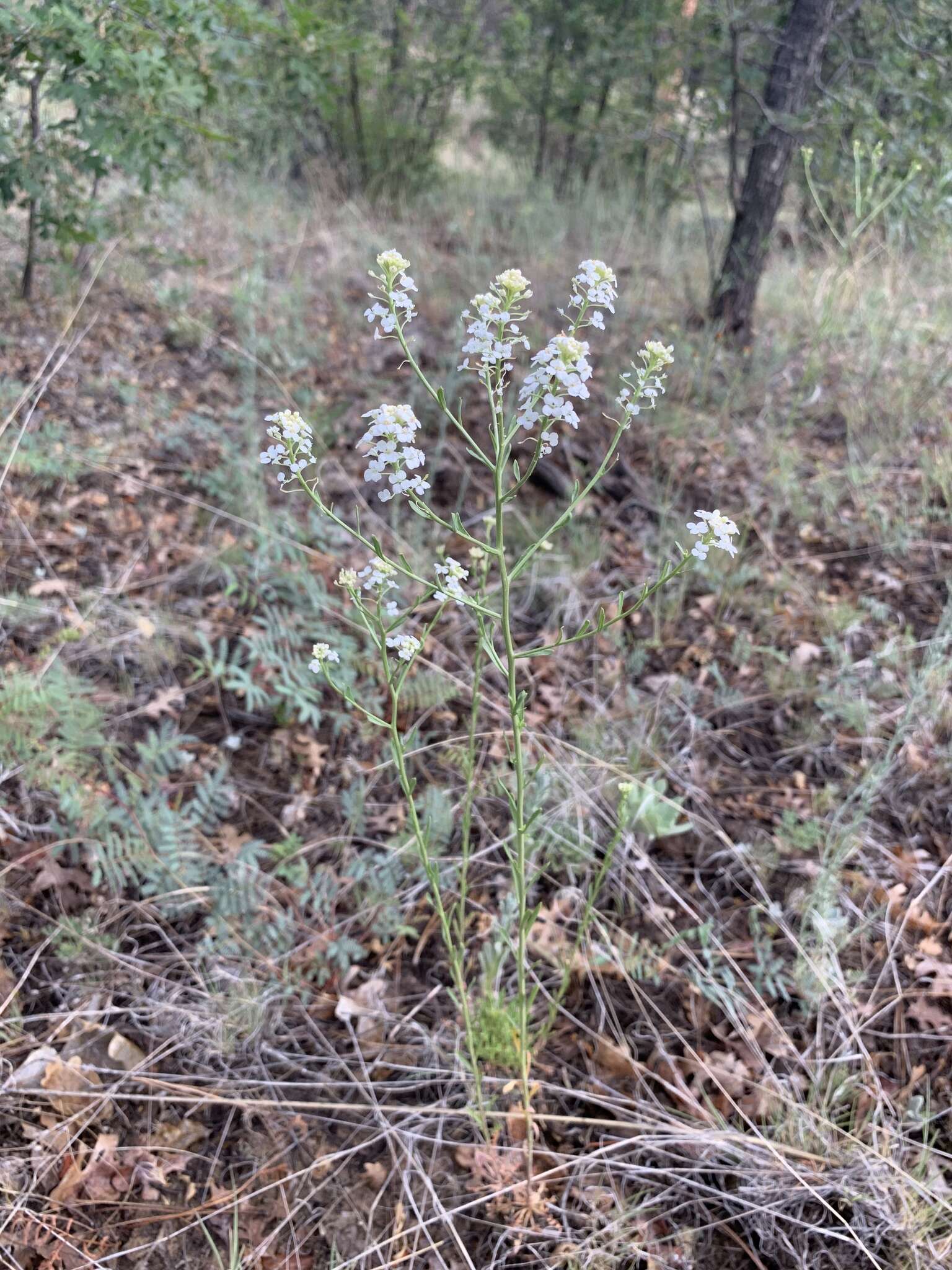 Image de Lepidium alyssoides A. Gray