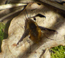 Image of Large bee-fly