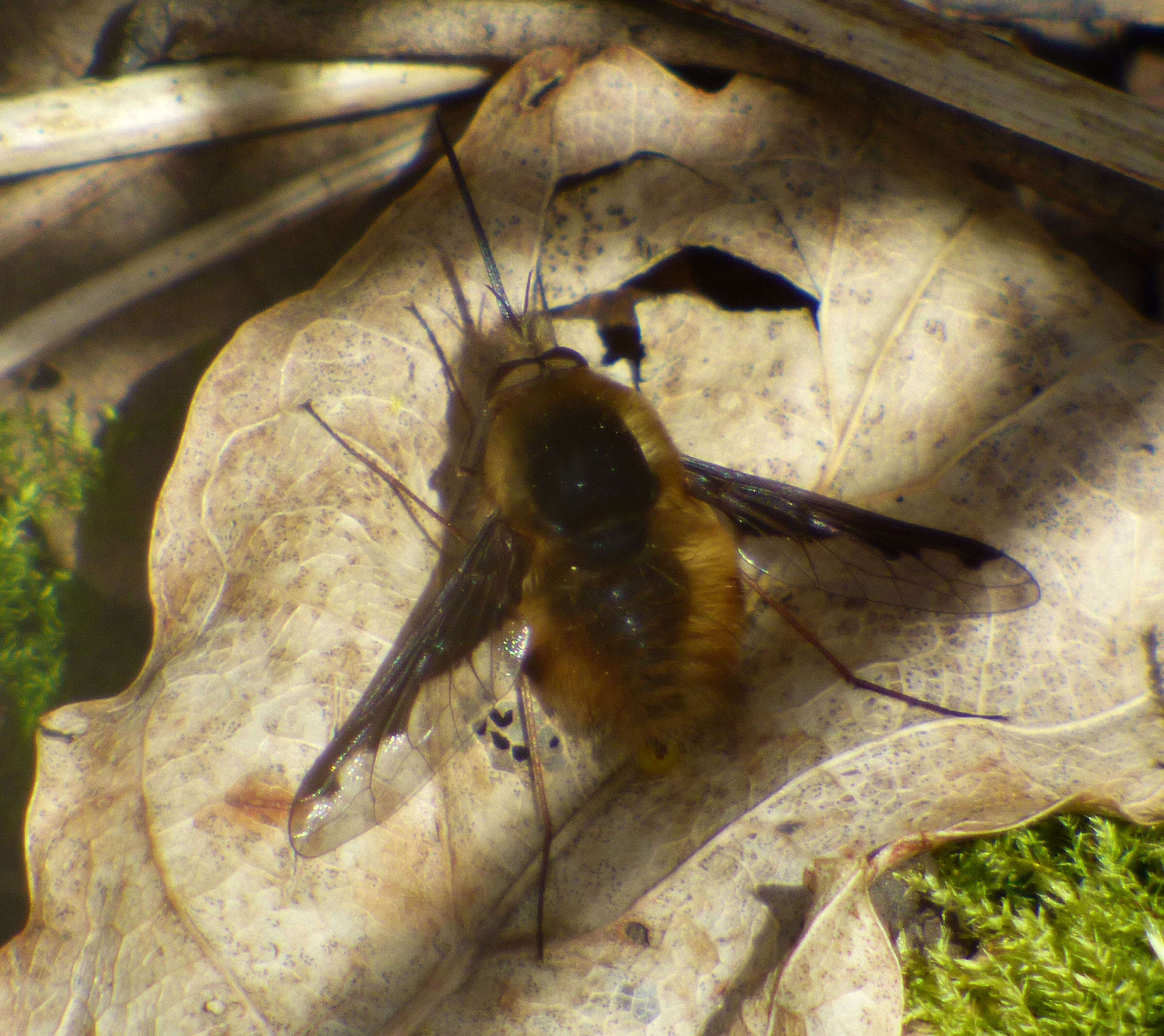 Image of Large bee-fly