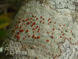 Image of Ramboldia russula (Ach.) Kalb, Lumbsch & Elix