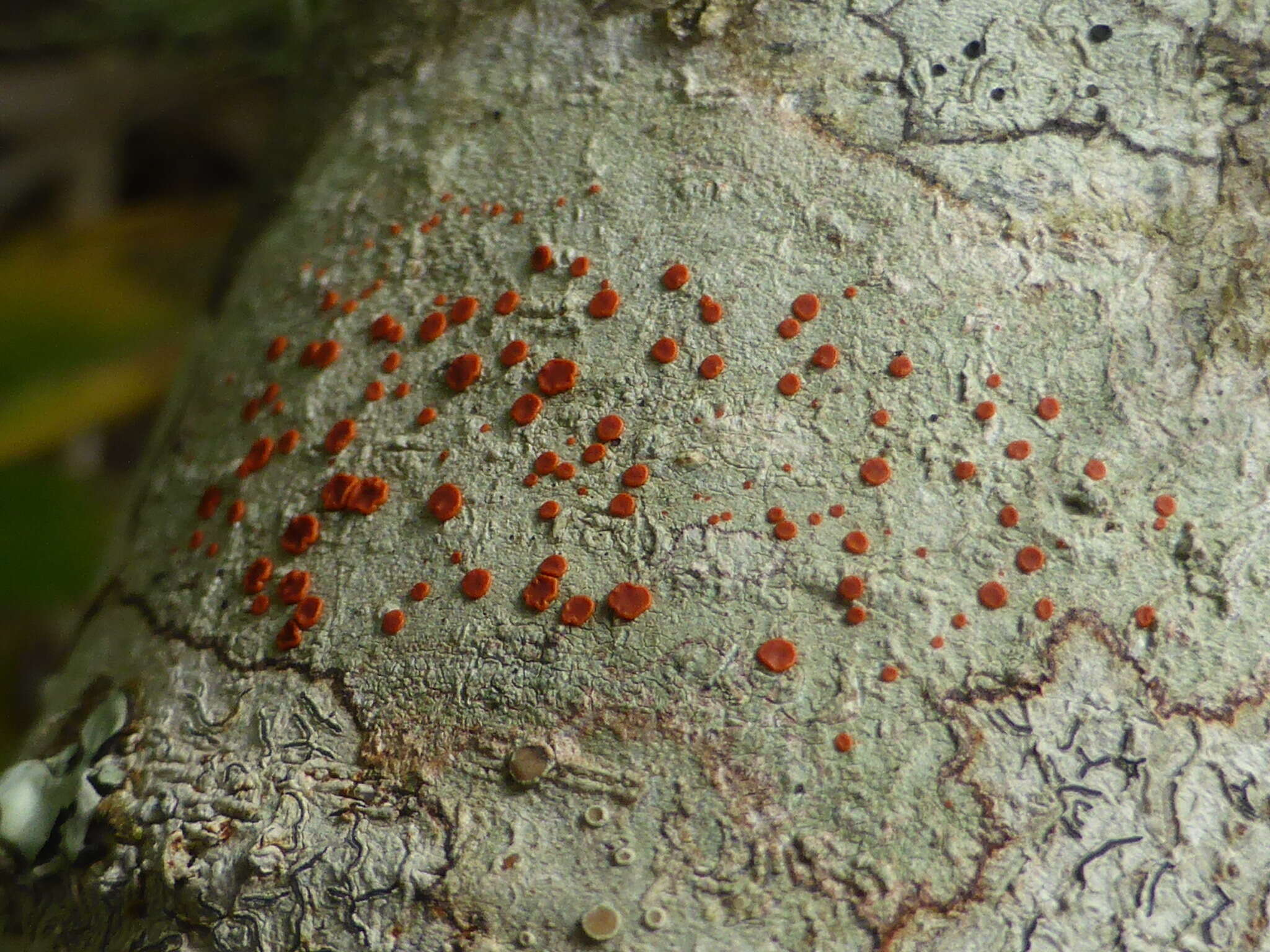 Слика од Ramboldia russula (Ach.) Kalb, Lumbsch & Elix