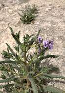 Image of Texan phacelia