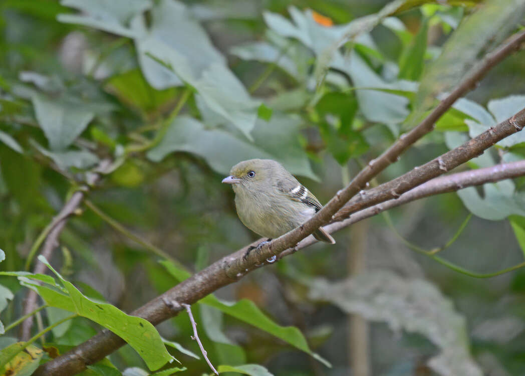 Image of Jamaican Vireo