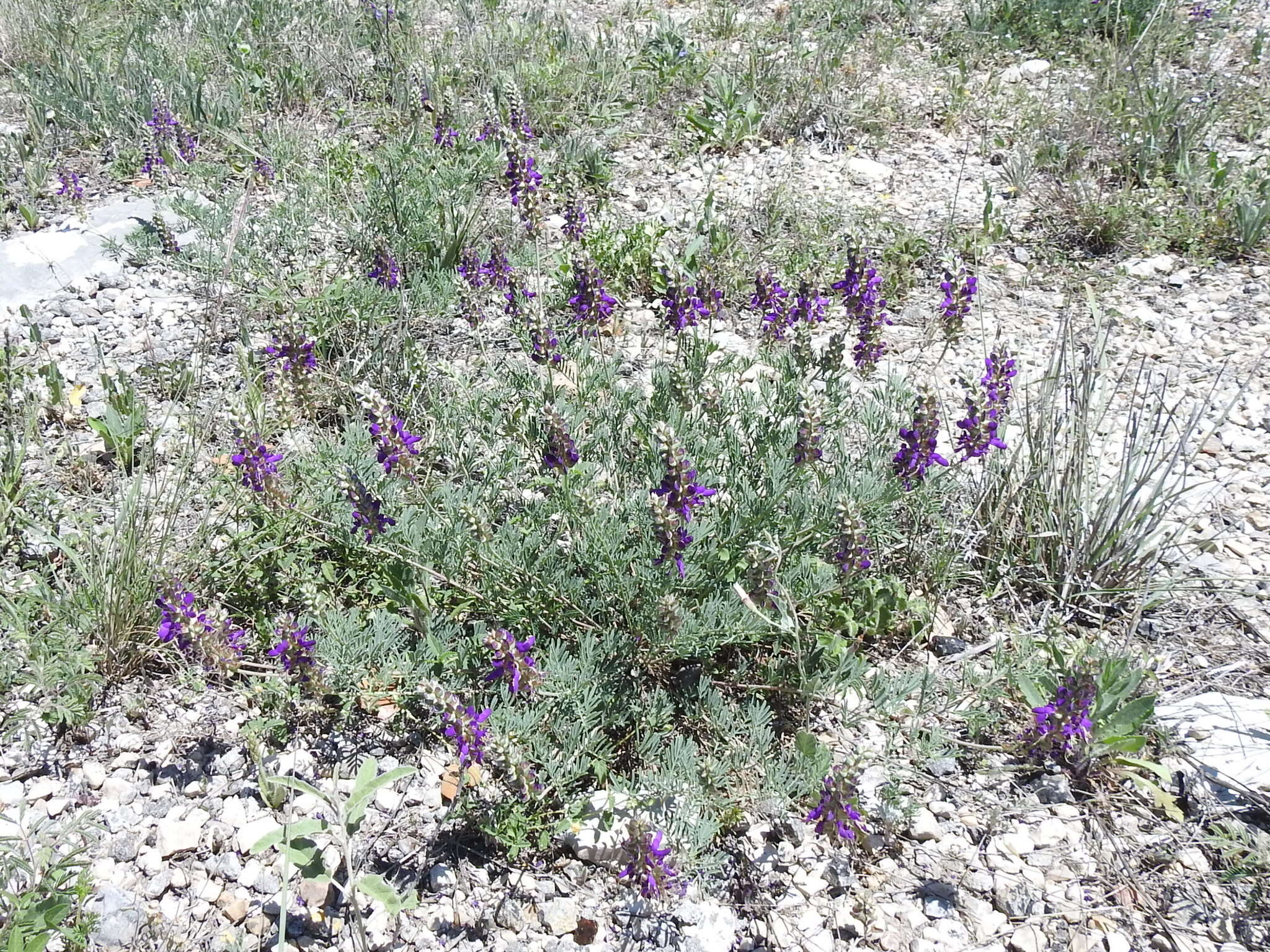 Plancia ëd Dalea lasiathera A. Gray