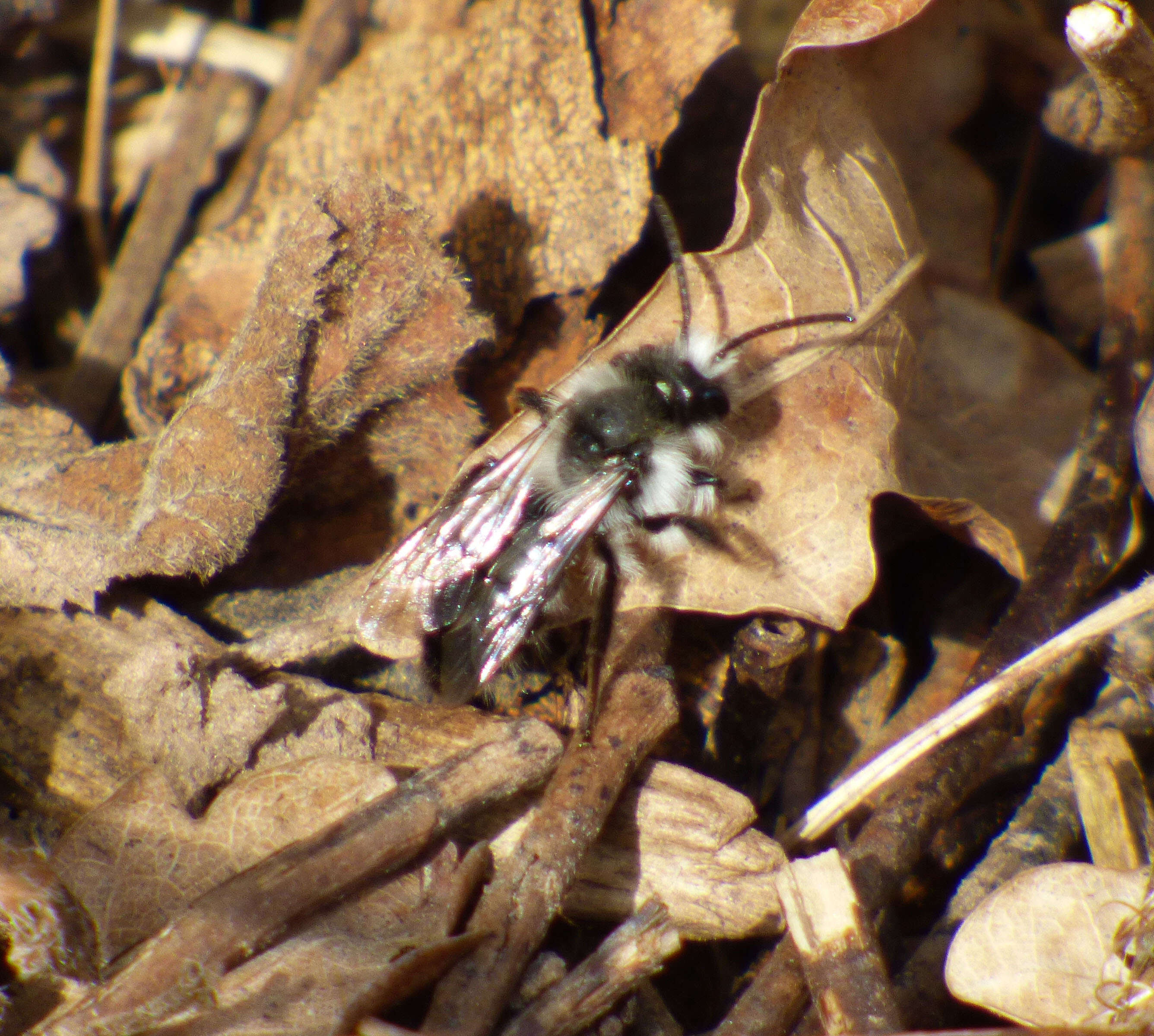 Image de Andrena cineraria (Linnaeus 1758)