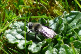 Image of Ashy Mining Bee