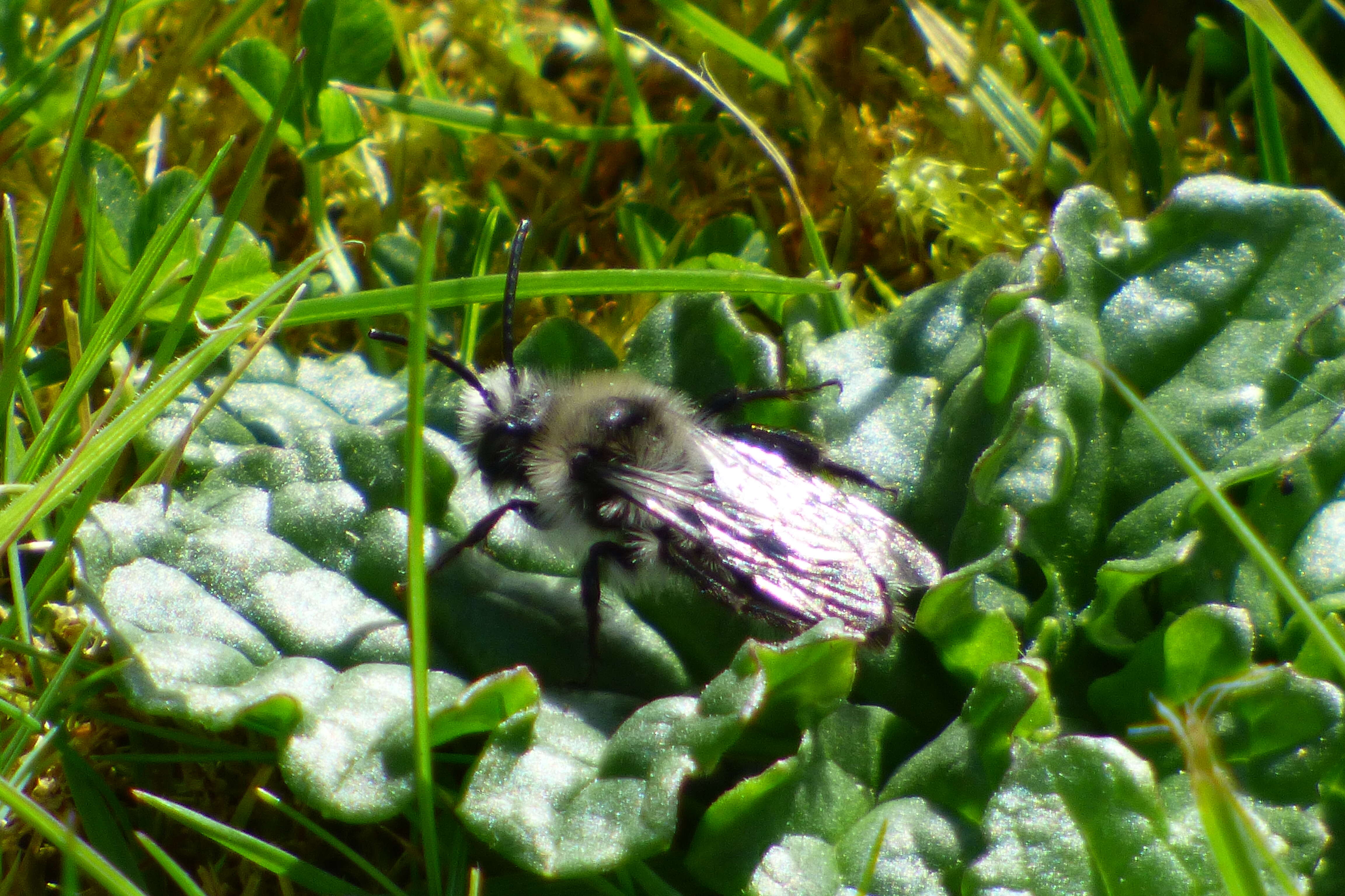 Image of Ashy Mining Bee