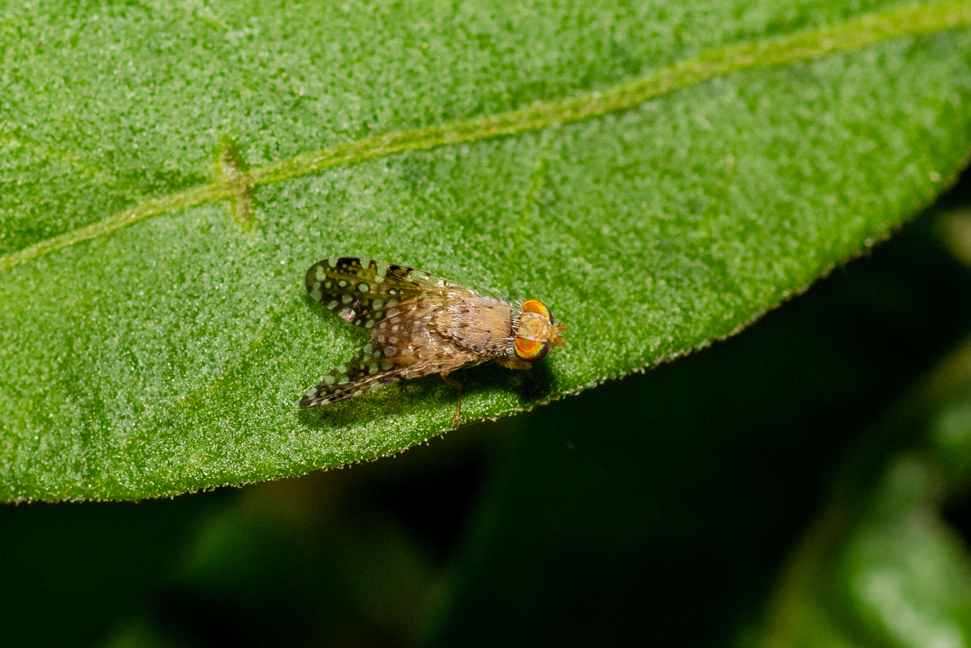 Image of Sourbush seed fly