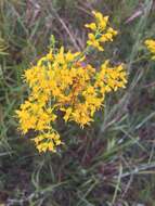 Image of Solidago nitida Torr. & A. Gray