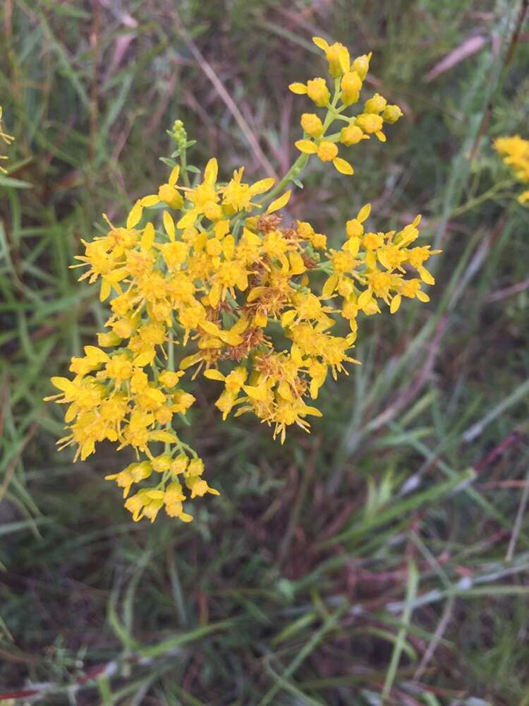 Image of Solidago nitida Torr. & A. Gray