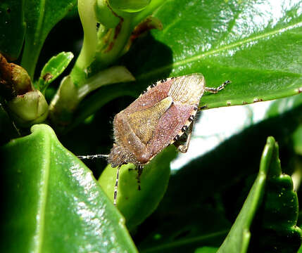 Image of sloe bug