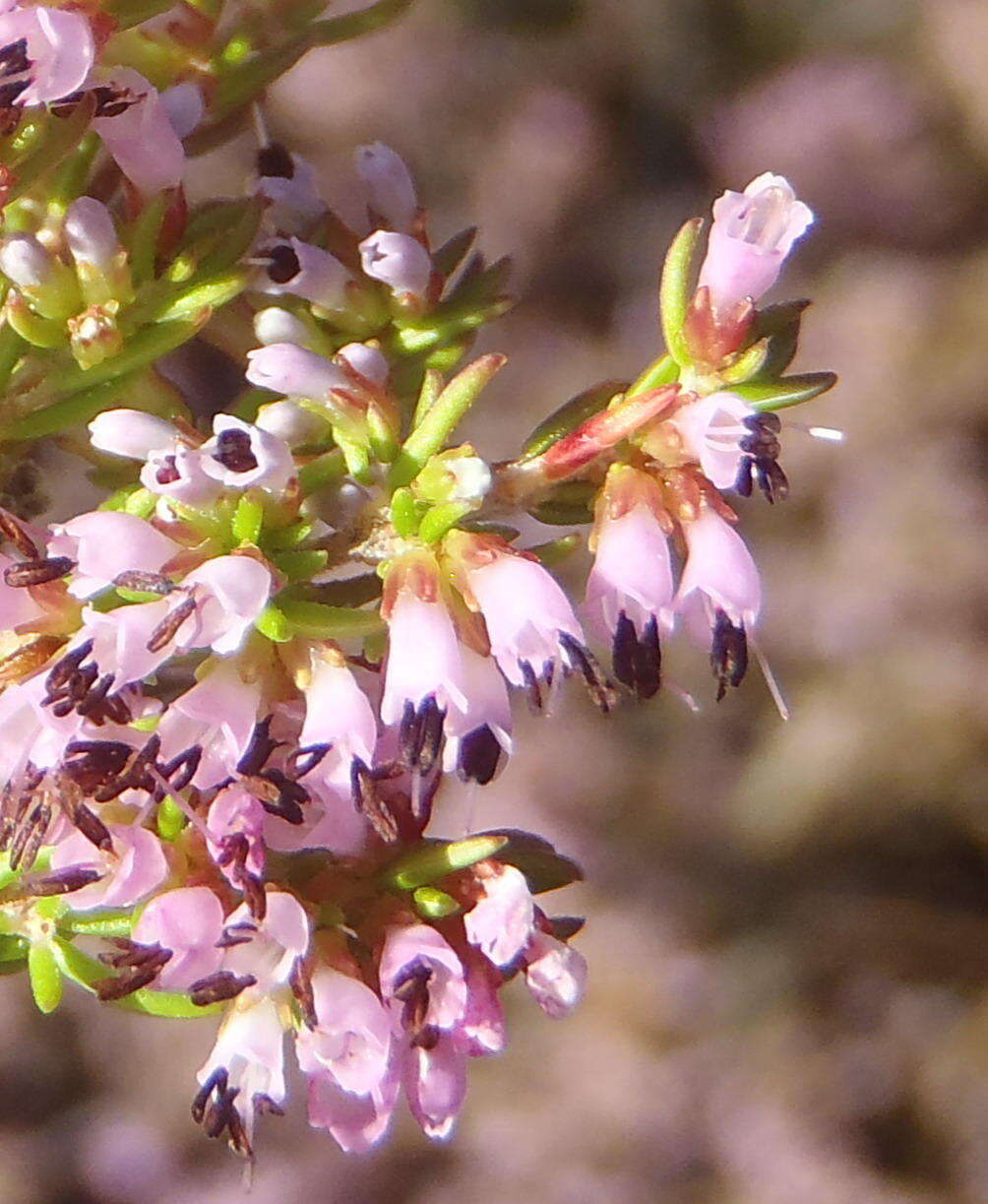 Image of Erica uberiflora E. G. H. Oliver