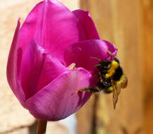 Image of Small garden bumblebee