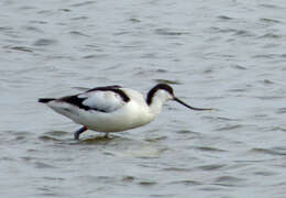 Image of avocet, pied avocet