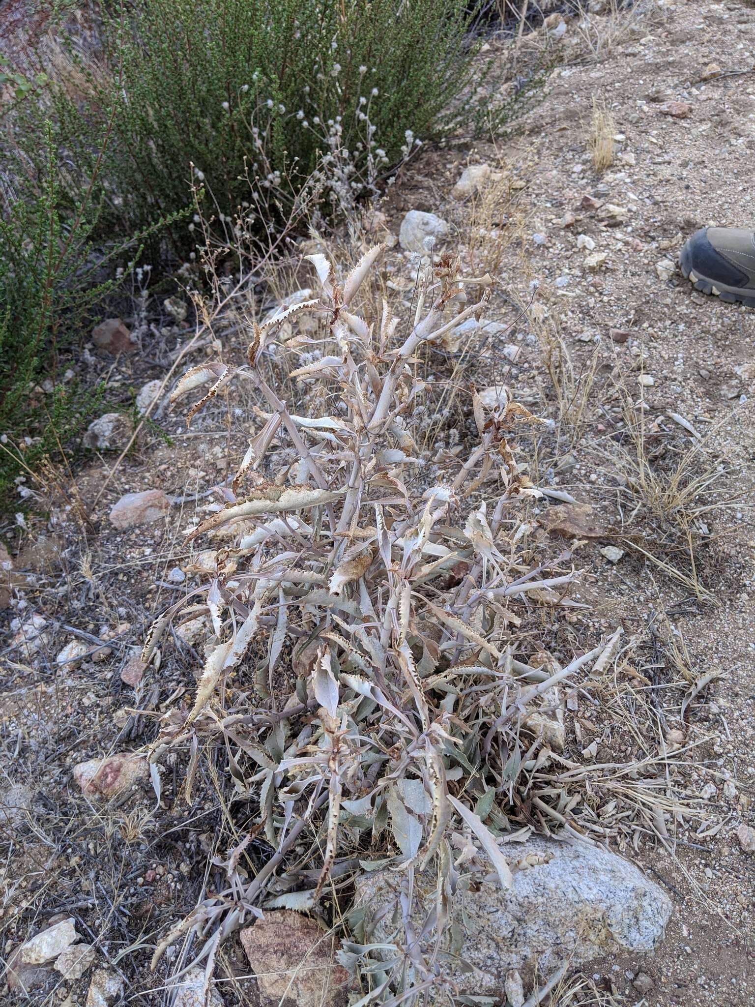 Слика од Penstemon spectabilis var. spectabilis