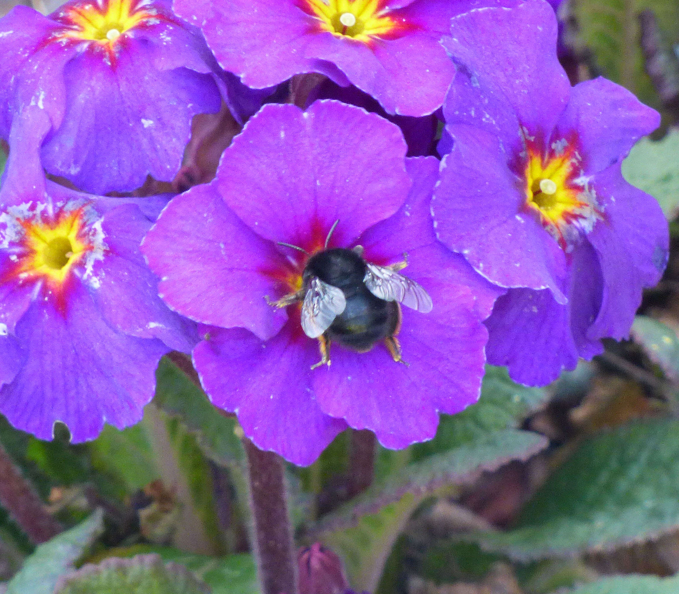 Image of Anthophora plumipes (Pallas 1772)