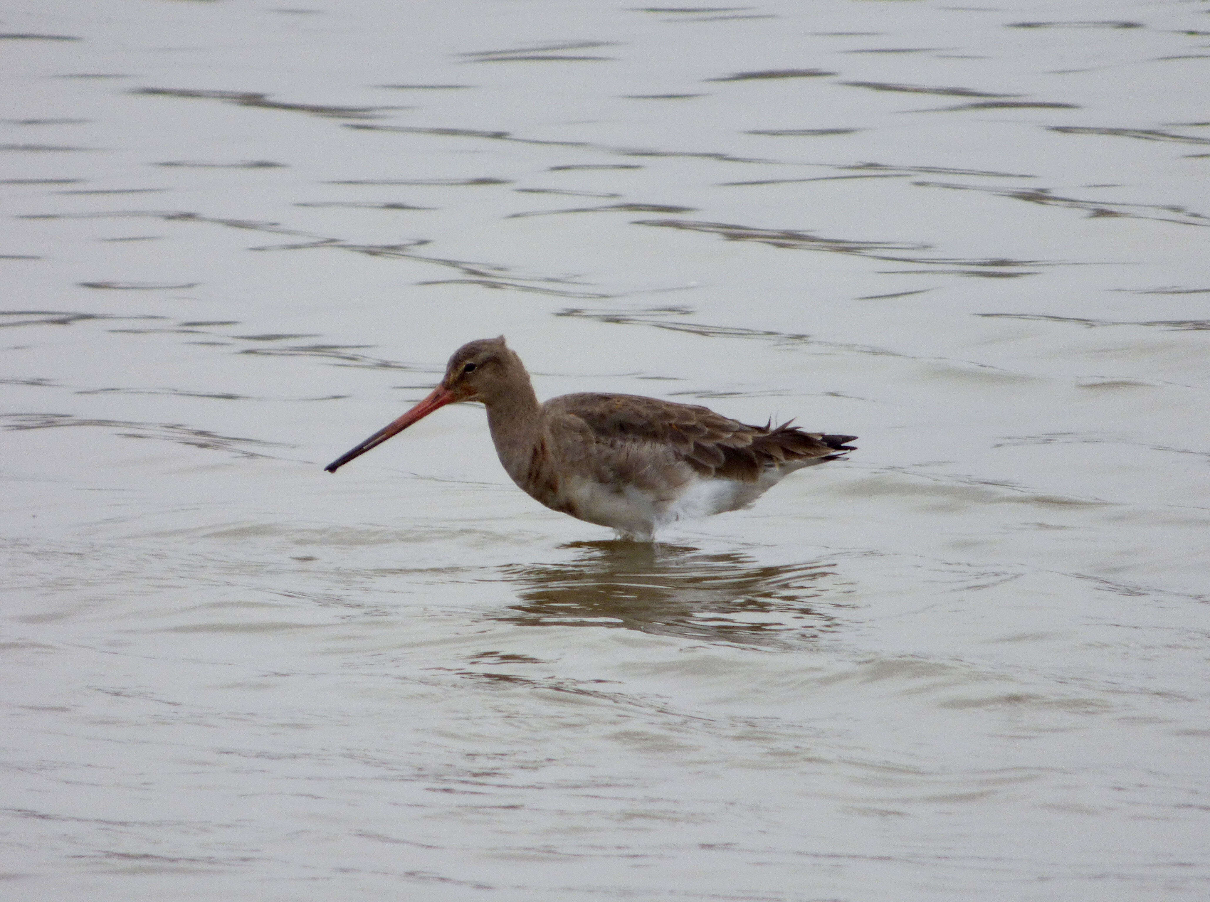 Image of Bar-tailed Godwit